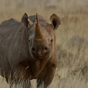 Mit Musik für den Nashornschutz spenden