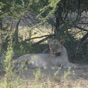 Scarlett. Bild M. Trinkel