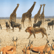 Weltwärts Pferdesportaustausch Berlin-Brandenburg & Namibia